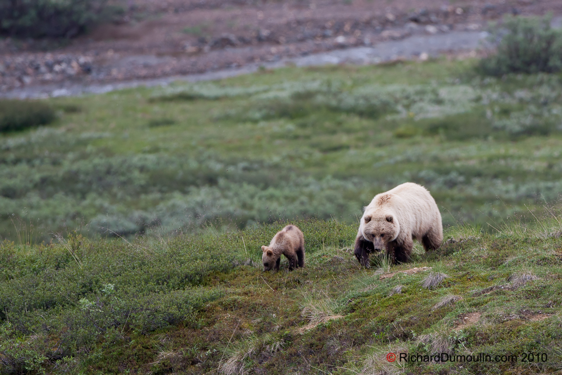 OURS GRIZZLY